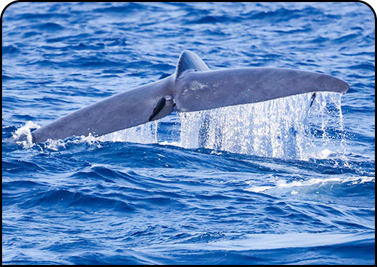 Whale Watching